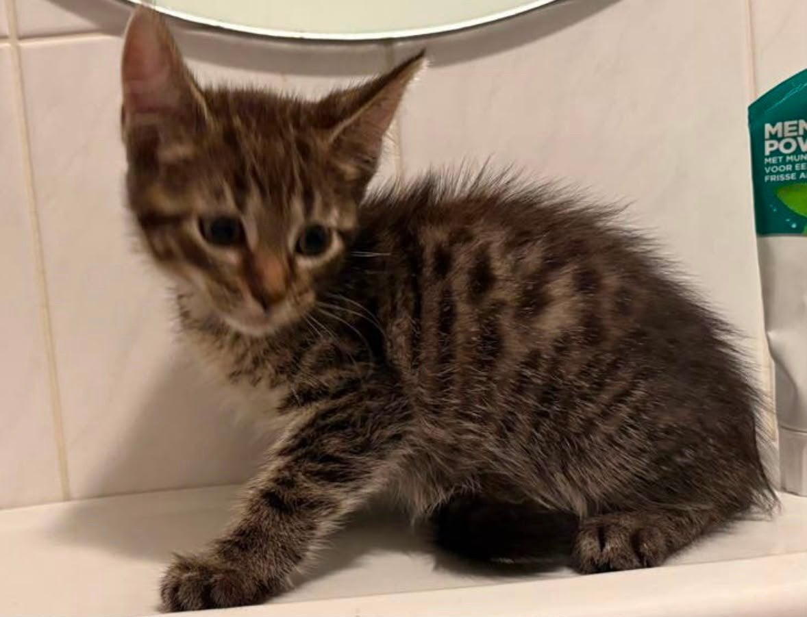 Broer-zus de 2 laatste kittens ragdoll/maine coon/cypers mix, Dieren en Toebehoren, Katten en Kittens | Raskatten | Korthaar, Meerdere dieren