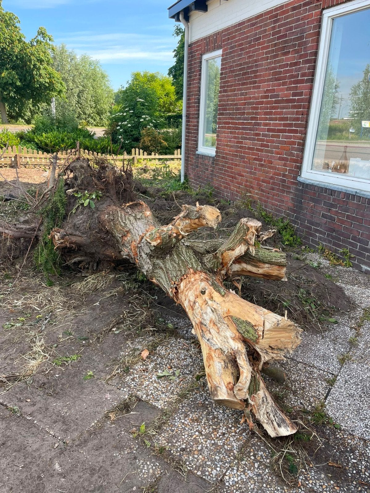 Gratis brandhout, haardhout - zelf zagen, 6 m³ of meer, Ophalen of Verzenden, Overige houtsoorten, Stammen