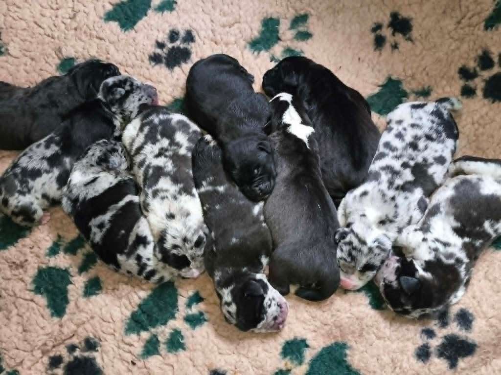 NORTH AMERICAN MASTIFF - NAM, Fokker | Hobbymatig, Overige rassen, 8 tot 15 weken, Buitenland