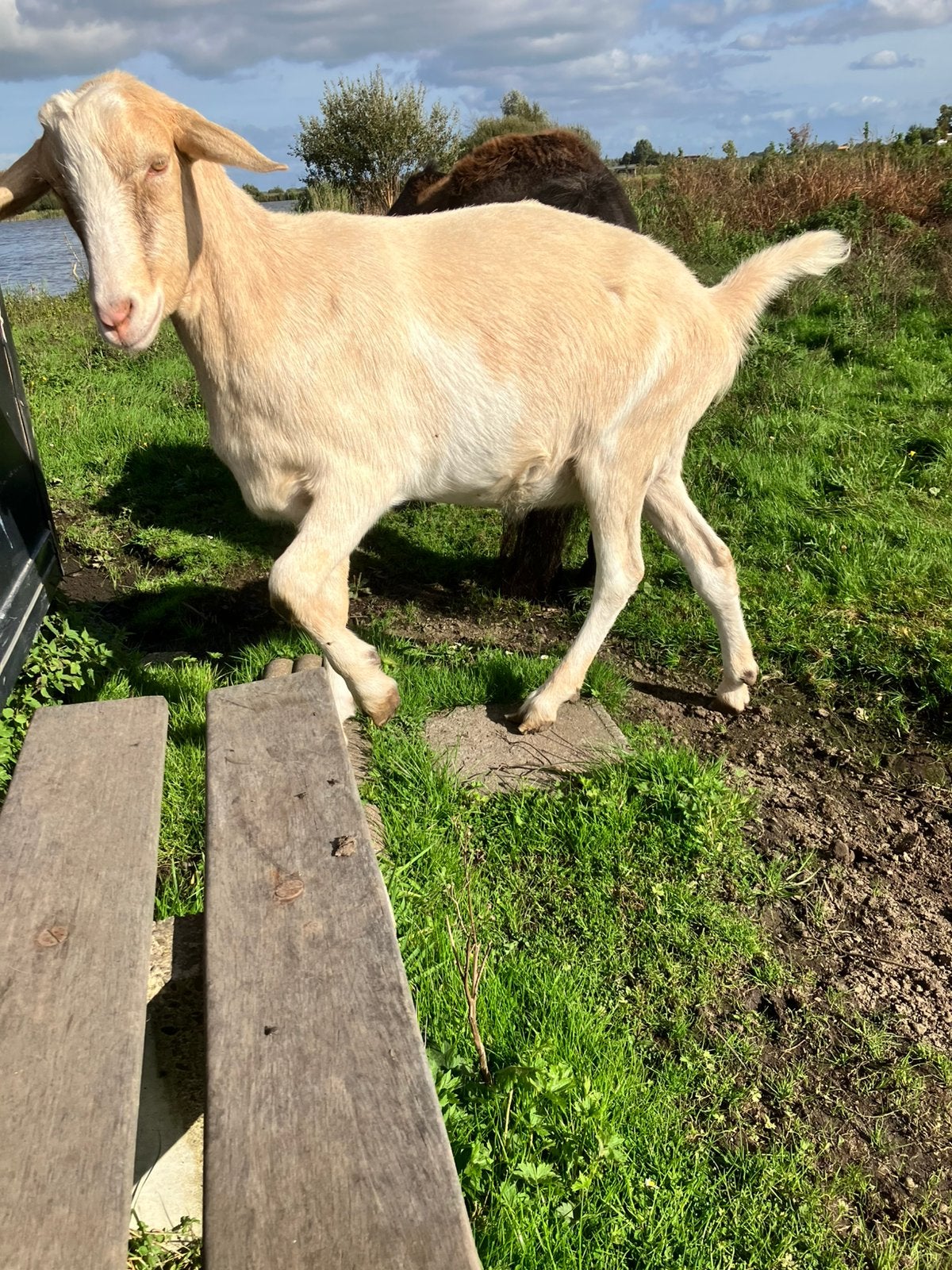 Bok, Mannelijk, Geit
