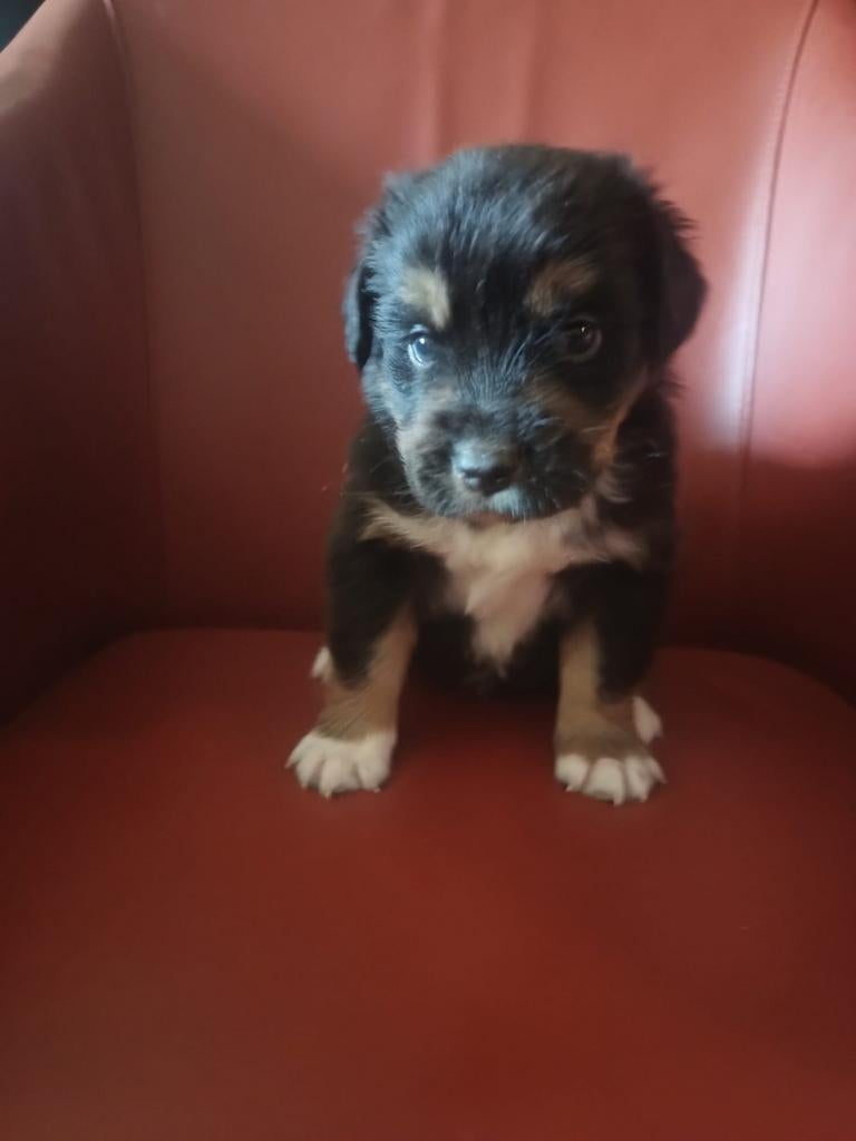 Nestje kruising australian Shepherd en berner senner, Dieren en Toebehoren, Honden | Herdershonden en Veedrijvers, Overige rassen