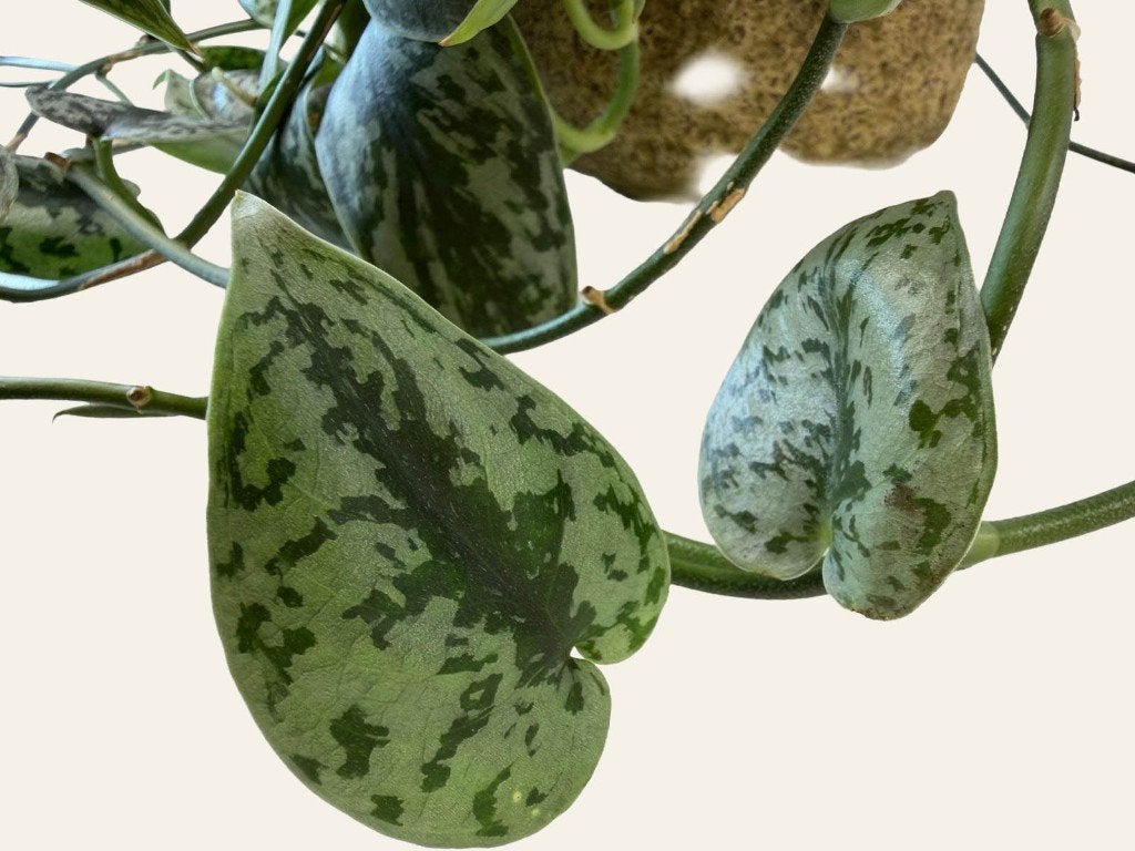 Scindapsus Silvery Ann p12, Huis en Inrichting, Kamerplanten, Ophalen of Verzenden, Halfschaduw, Minder dan 100 cm