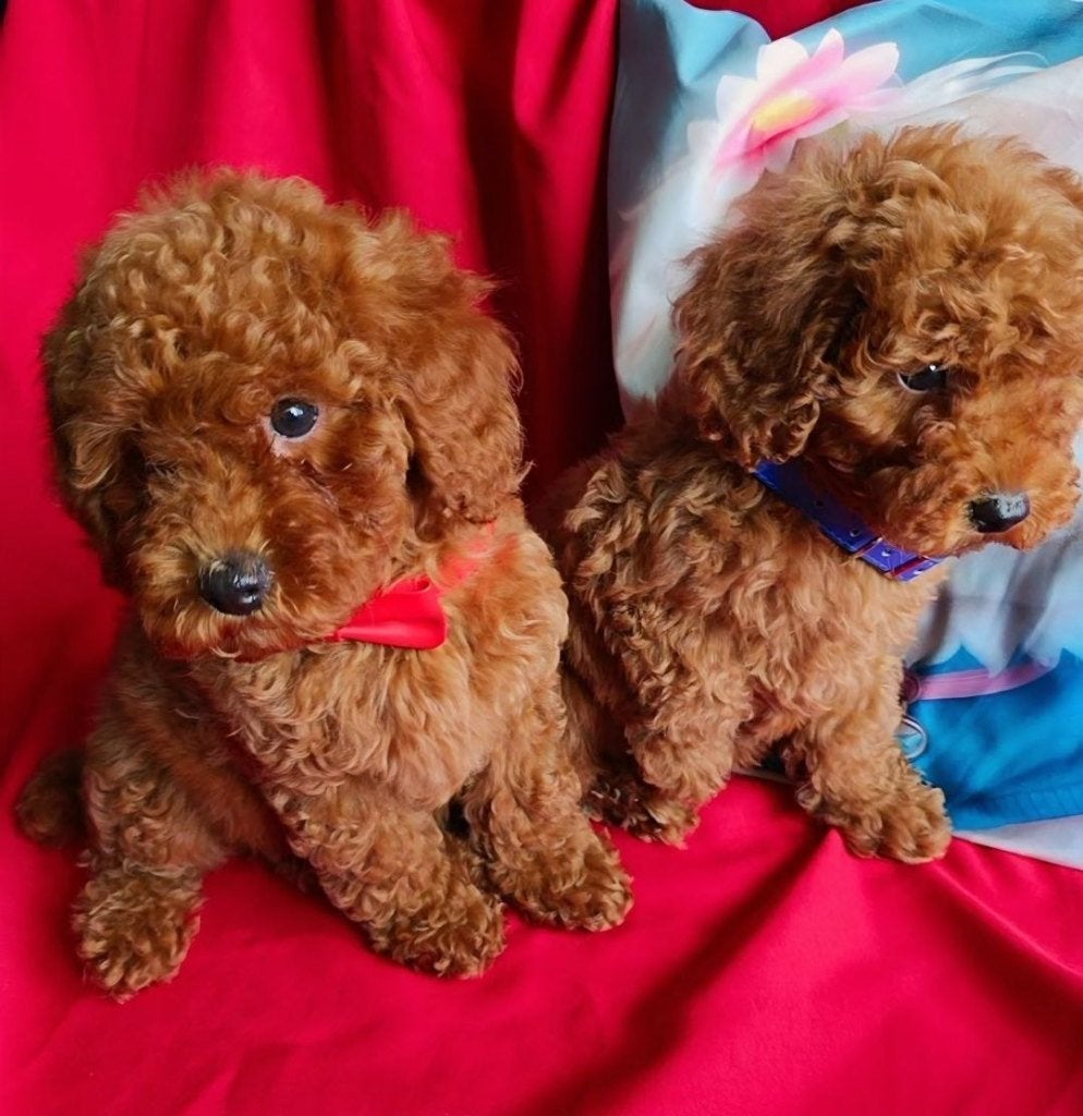 Red Brown Toy Poodle boys, Poedel, 15 weken tot 1 jaar, Reu, Parvo