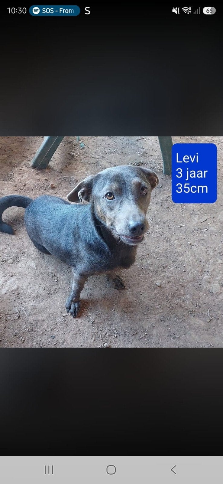 Levi is ter adoptie!, Dieren en Toebehoren, Honden | Niet-rashonden, Buitenland, Parvo, Eén hond, Klein