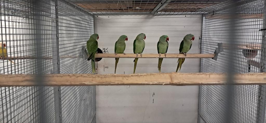 4 Grote Alexander Parkieten 2025, Dieren en Toebehoren, Vogels | Parkieten en Papegaaien, Meerdere dieren, Parkiet, Geringd