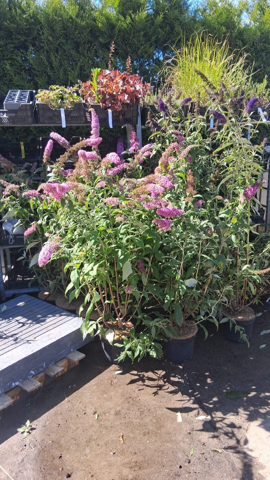 Vlinderstruiken +-150cm buddleja wit paars en roze struiken, Tuin en Terras, Overige soorten, Volle zon, Vaste plant, Ophalen of Verzenden