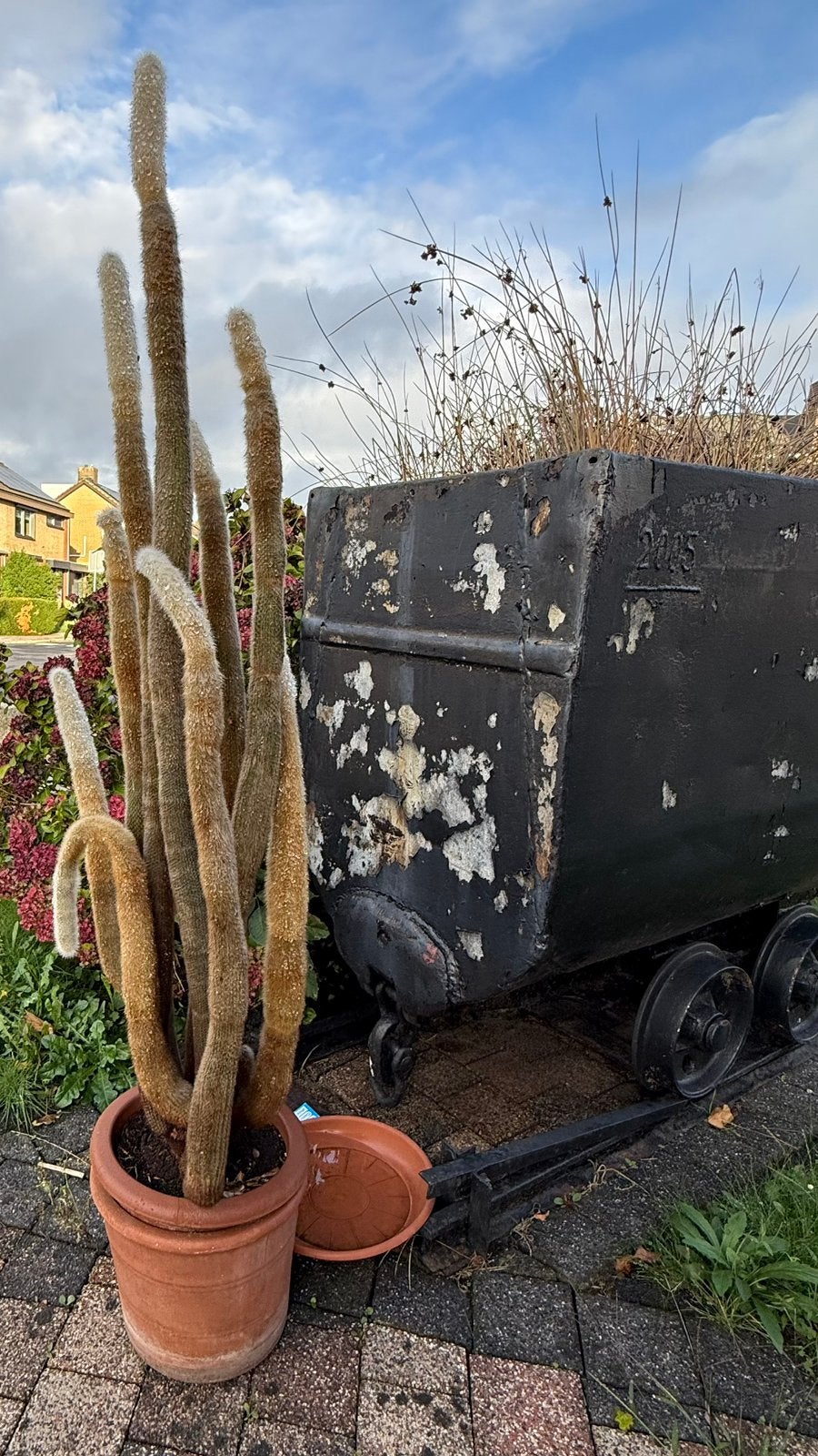 Grote cactus gratis afhalen, Ophalen, Overige soorten, Volle zon