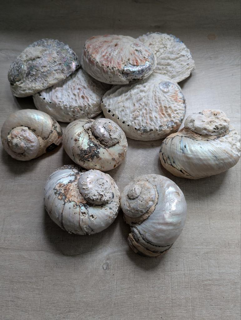Veel decoratie schelpen, Ophalen, Overige typen