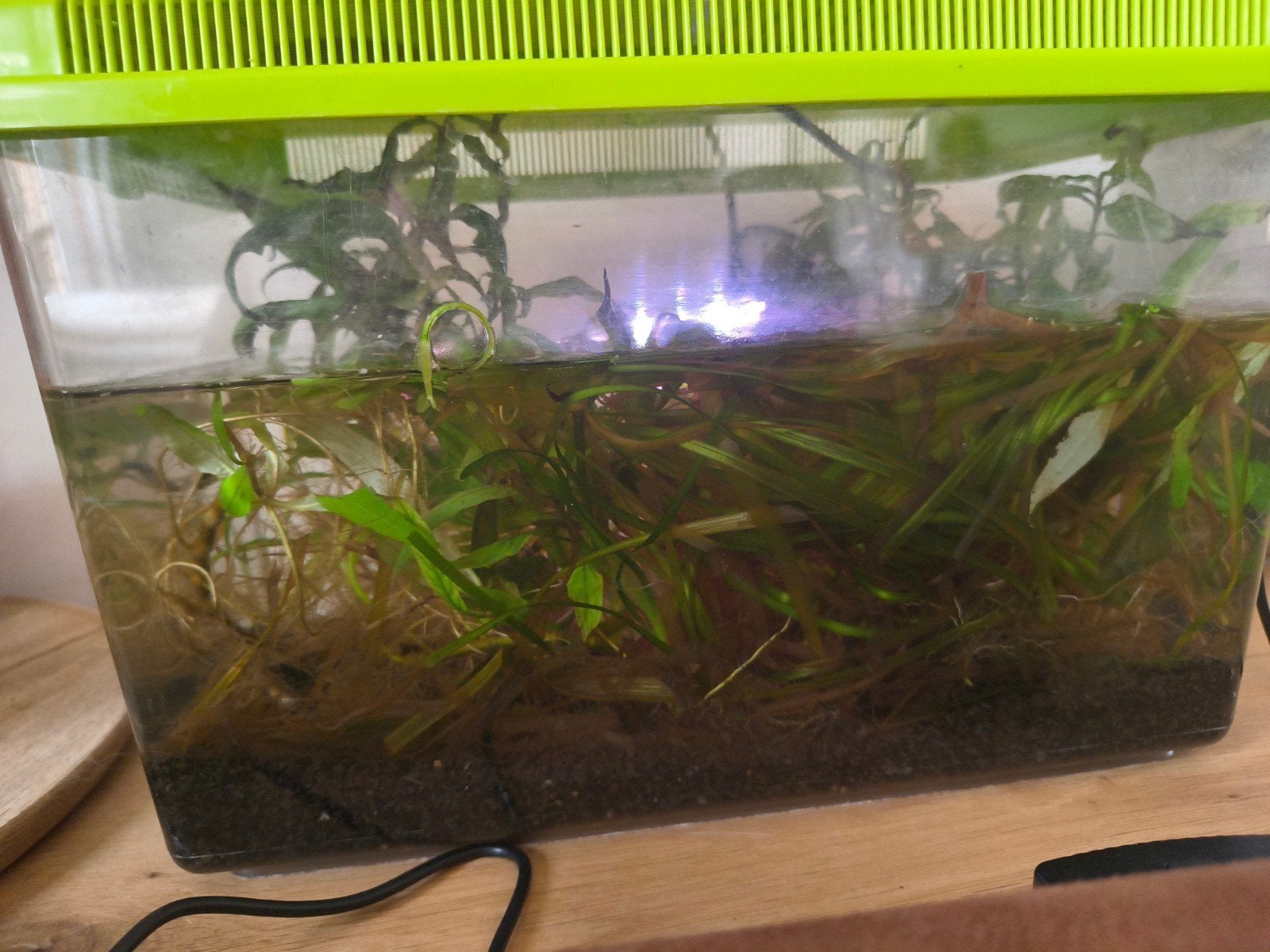 gratis visjes, Dieren en Toebehoren, Ophalen