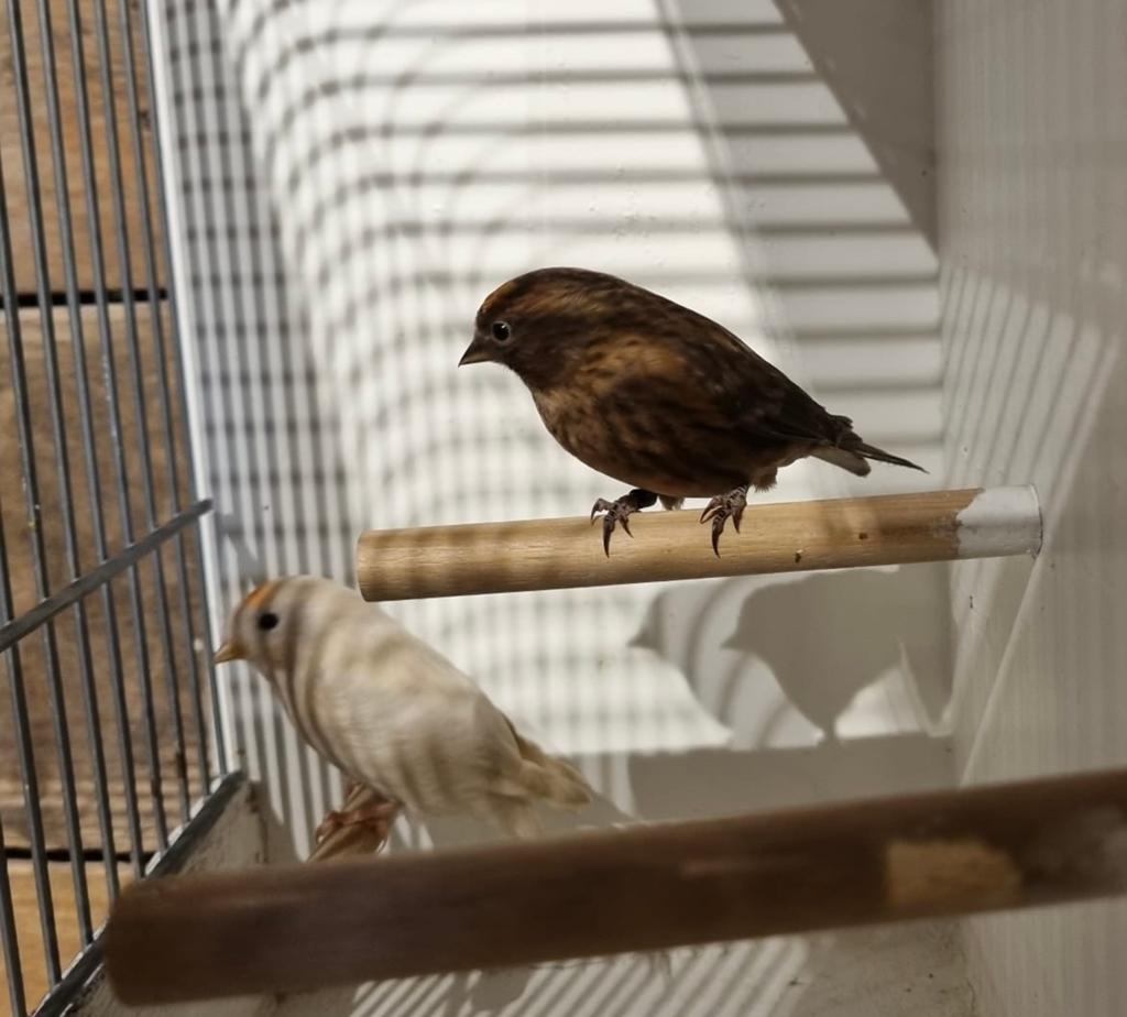 Barmsijsen, Dieren en Toebehoren, Vogels | Overige Vogels, Meerdere dieren