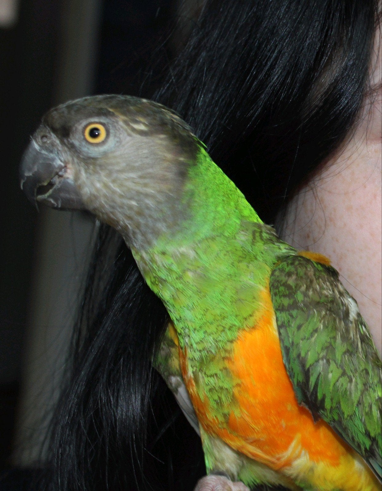 Tamme senegal papegaai, Dieren en Toebehoren, Vogels | Parkieten en Papegaaien, Mannelijk, Papegaai