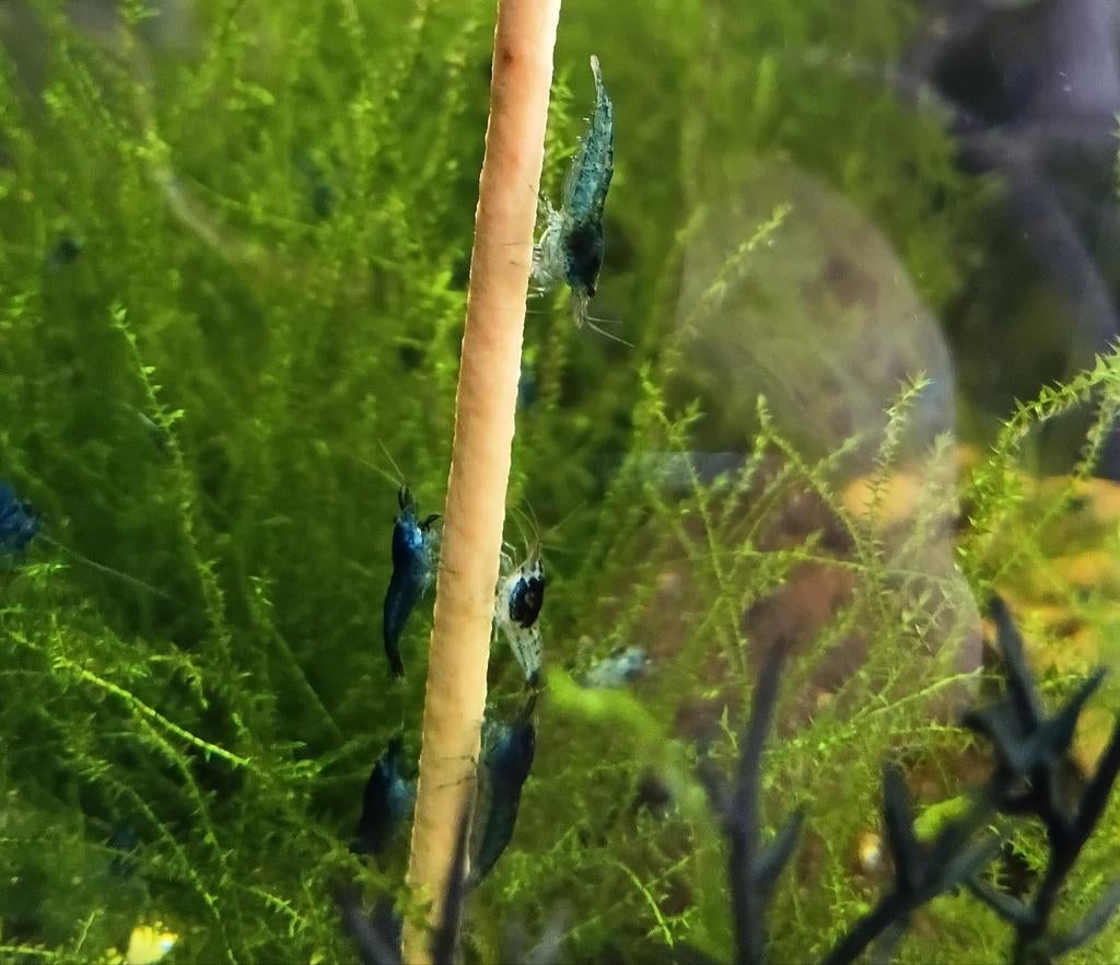 Uitgeselecteerde Blue dream garnalen/Neo caridina /shrimp, Kreeft, Krab of Garnaal