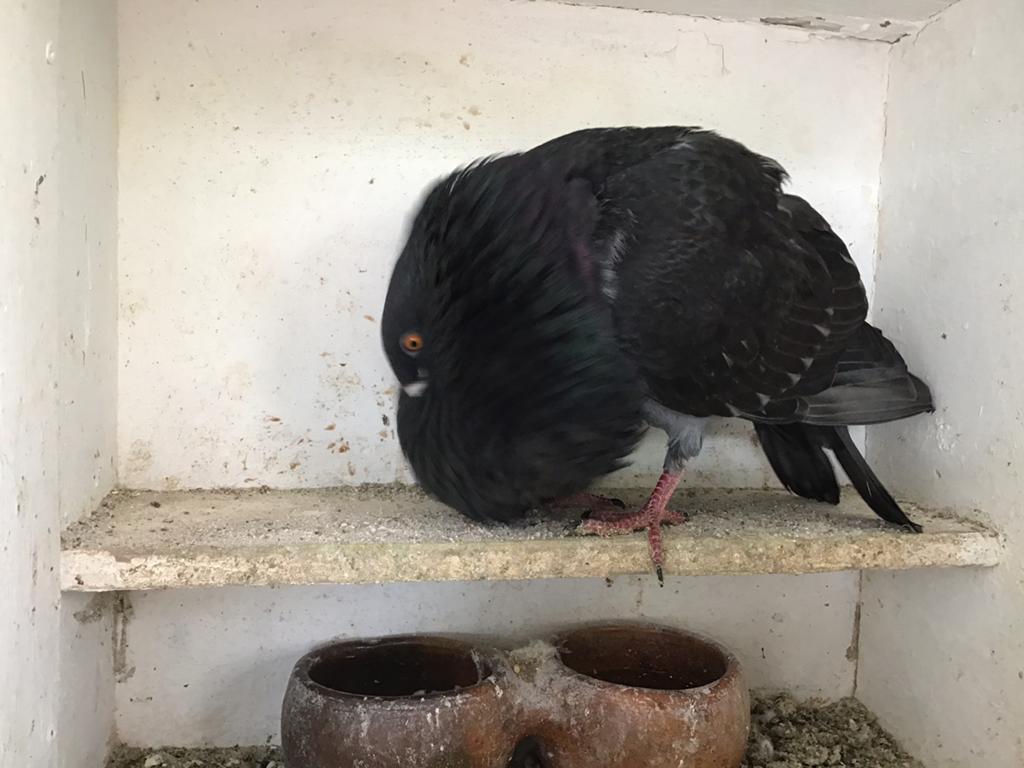 Te koop een mooie gaditano doffer., Dieren en Toebehoren, Mannelijk, Kropper