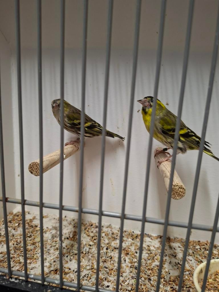 Europese sijsjes, Meerdere dieren, Wildzangvogel, Geringd