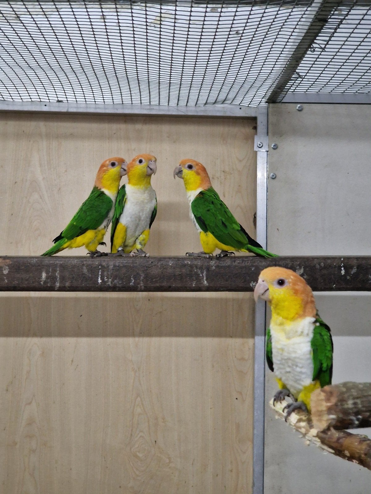 GEZOCHT roestkopcaiques en geelvoorhoofd amazones, Meerdere dieren, Papegaai