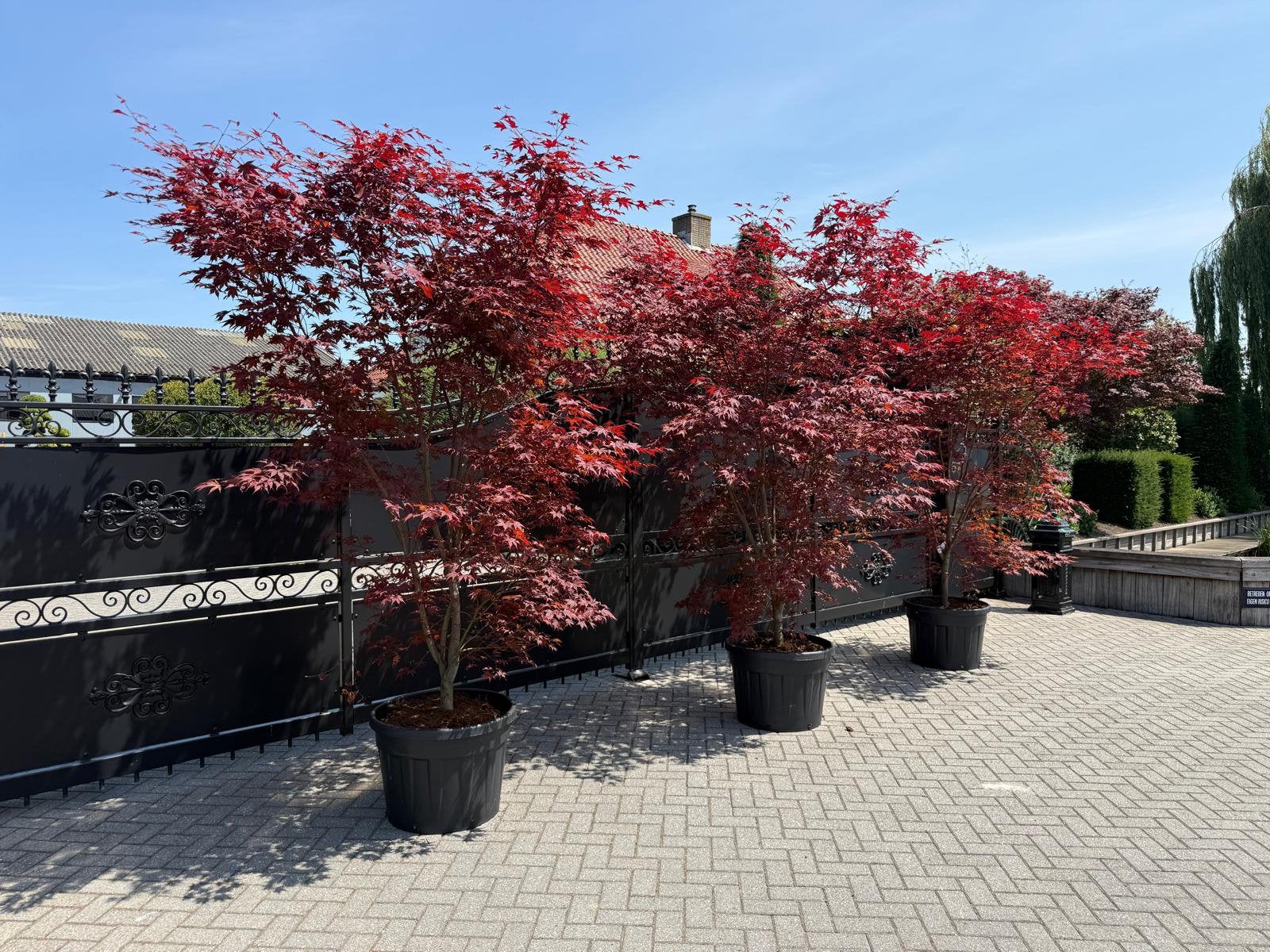 Acer palmatum fire glow japanse esdoorn, Tuin en Terras, Ophalen, Bloeit niet, Halfschaduw, Overige soorten