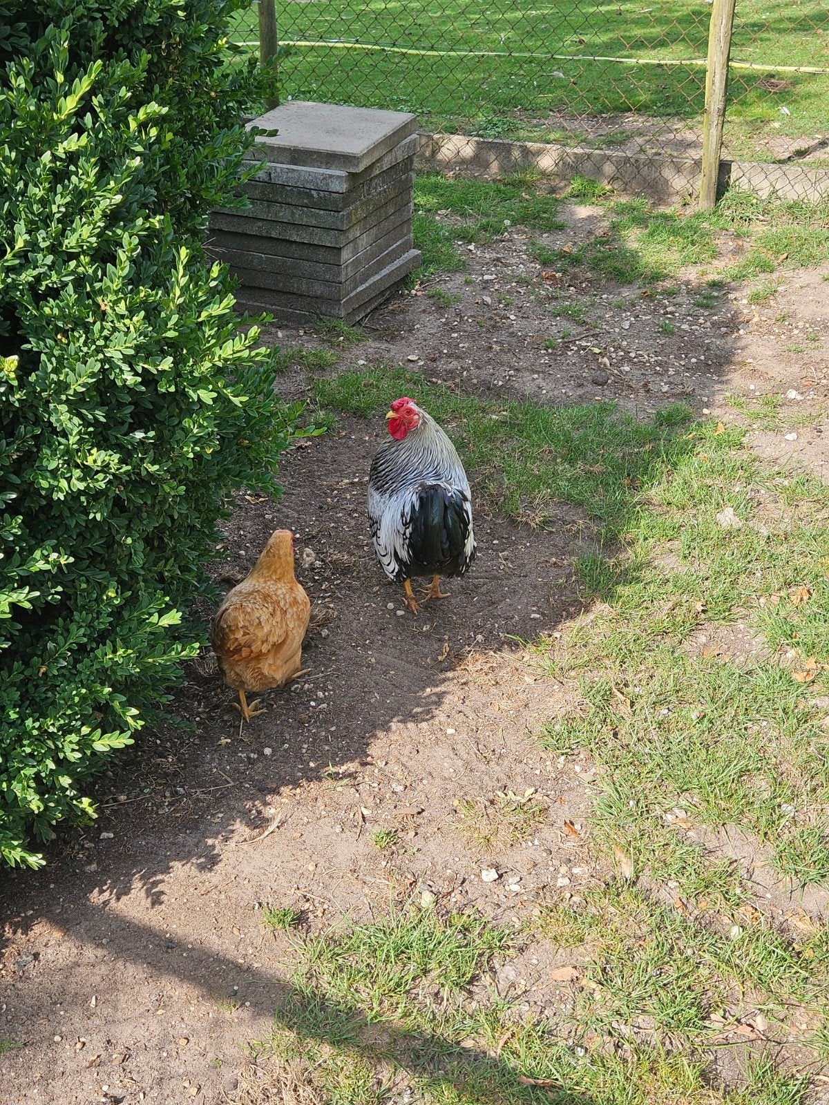 Wyandotte kippen, Dieren en Toebehoren, Pluimvee, Vrouwelijk, Kip