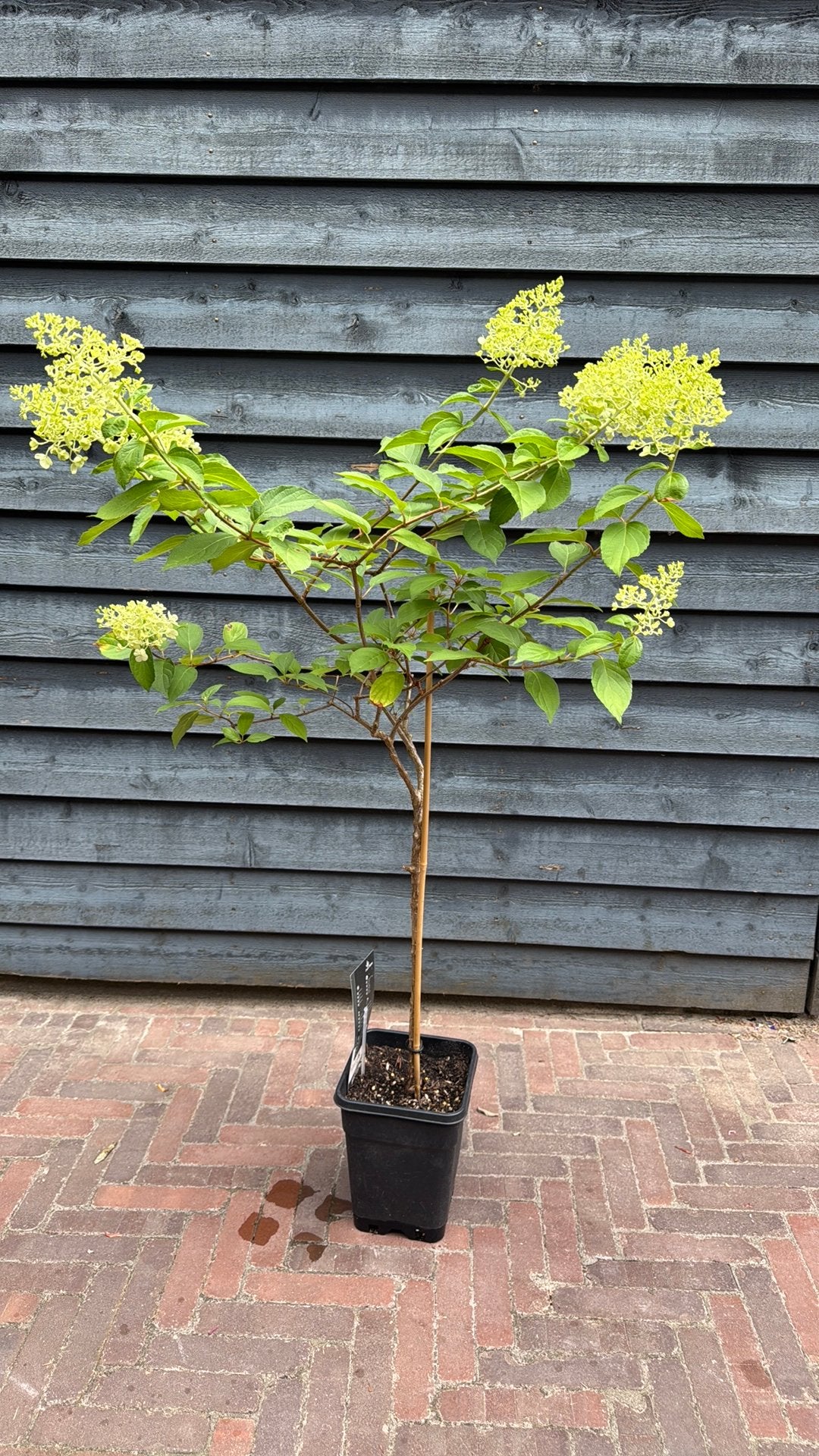 Hydrangea paniculata Phantom Pluimhortensia op stam, Tuin en Terras, Volle zon, Vaste plant, Herfst, Ophalen
