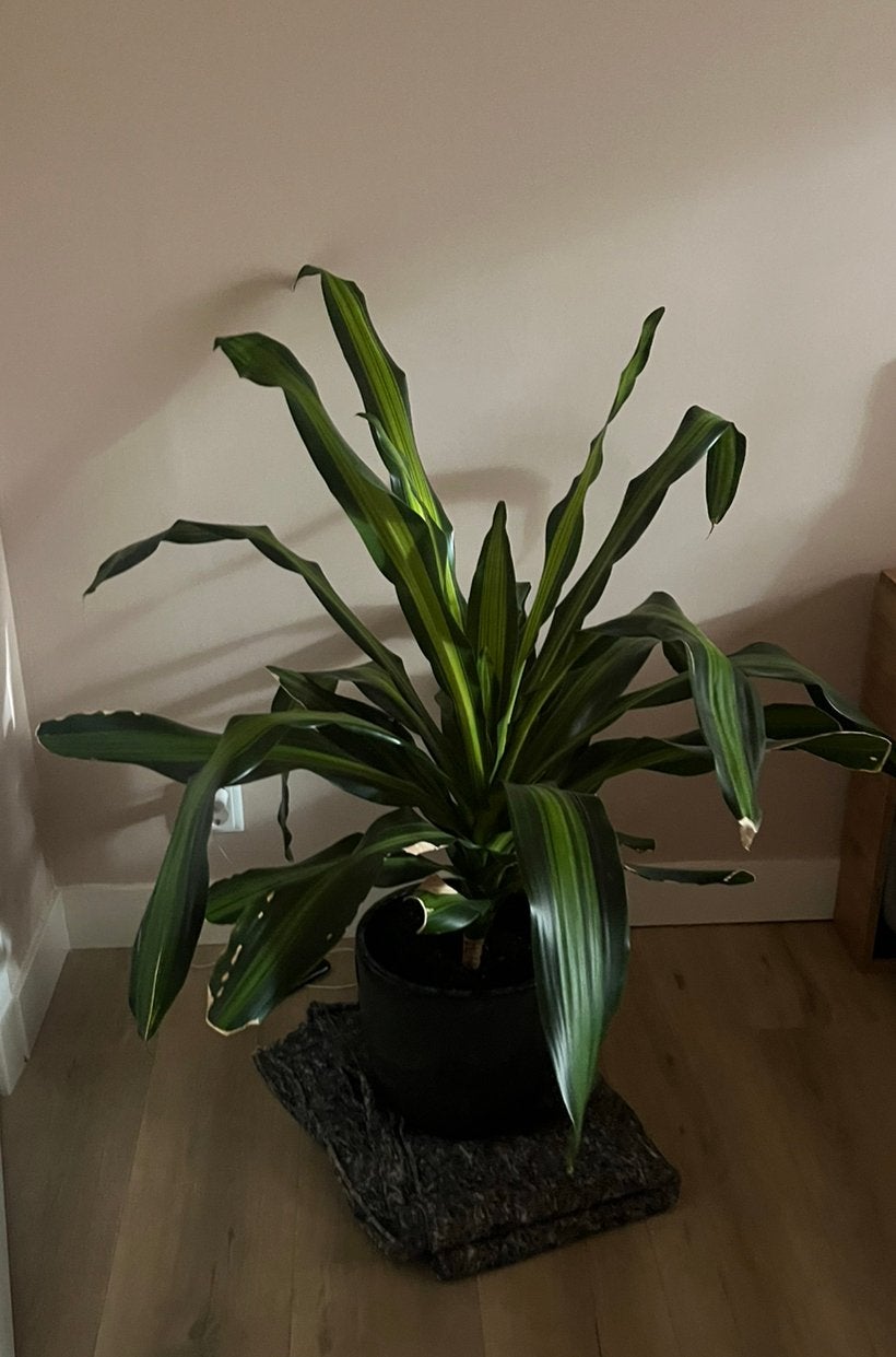 Dracaena plant, Ophalen, Halfschaduw, Minder dan 100 cm