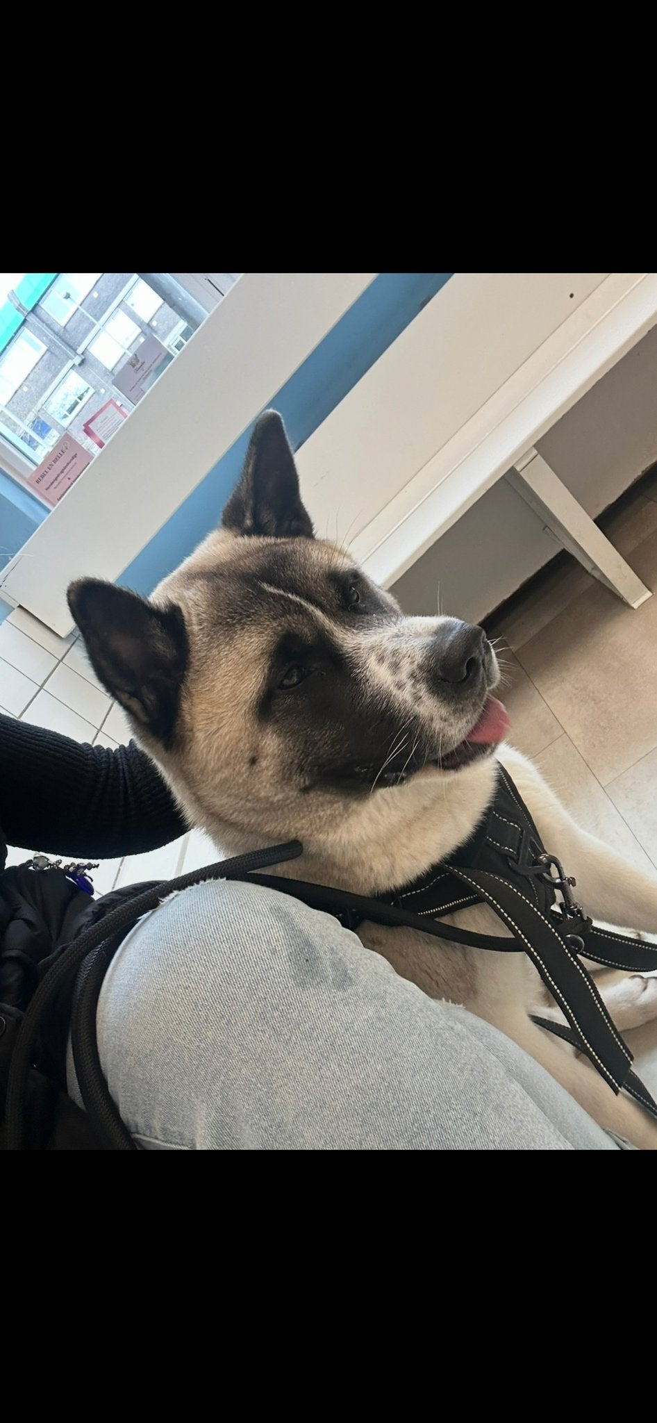 Amerikaanse akita reu (1 jaar ), 1 tot 2 jaar, Eén hond, Nederland, Particulier