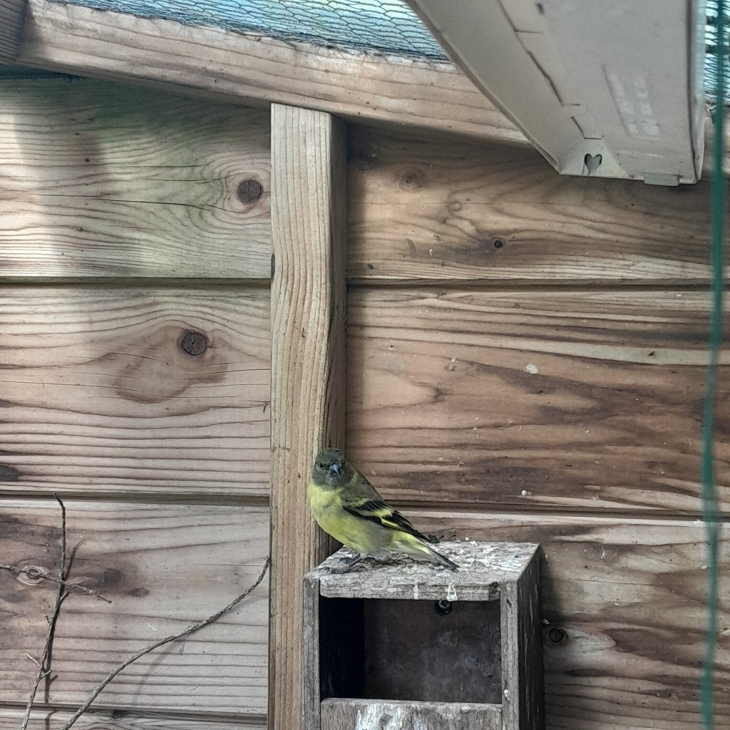 zwartkopsijs pop, Vrouwelijk, Tropenvogel, Geringd