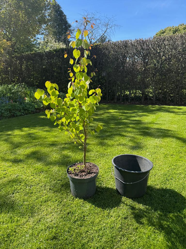 bomen, Tuin en Terras, Planten | Bomen, Lente, 100 tot 250 cm, Ophalen, Volle zon