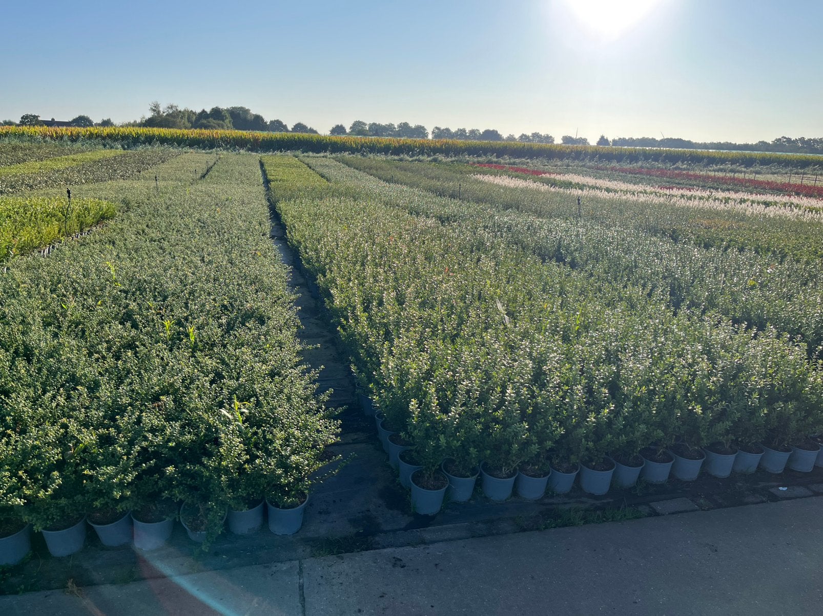 Foto 5 van Japanse Hulst - Ilex crenata - Buxusvervanger