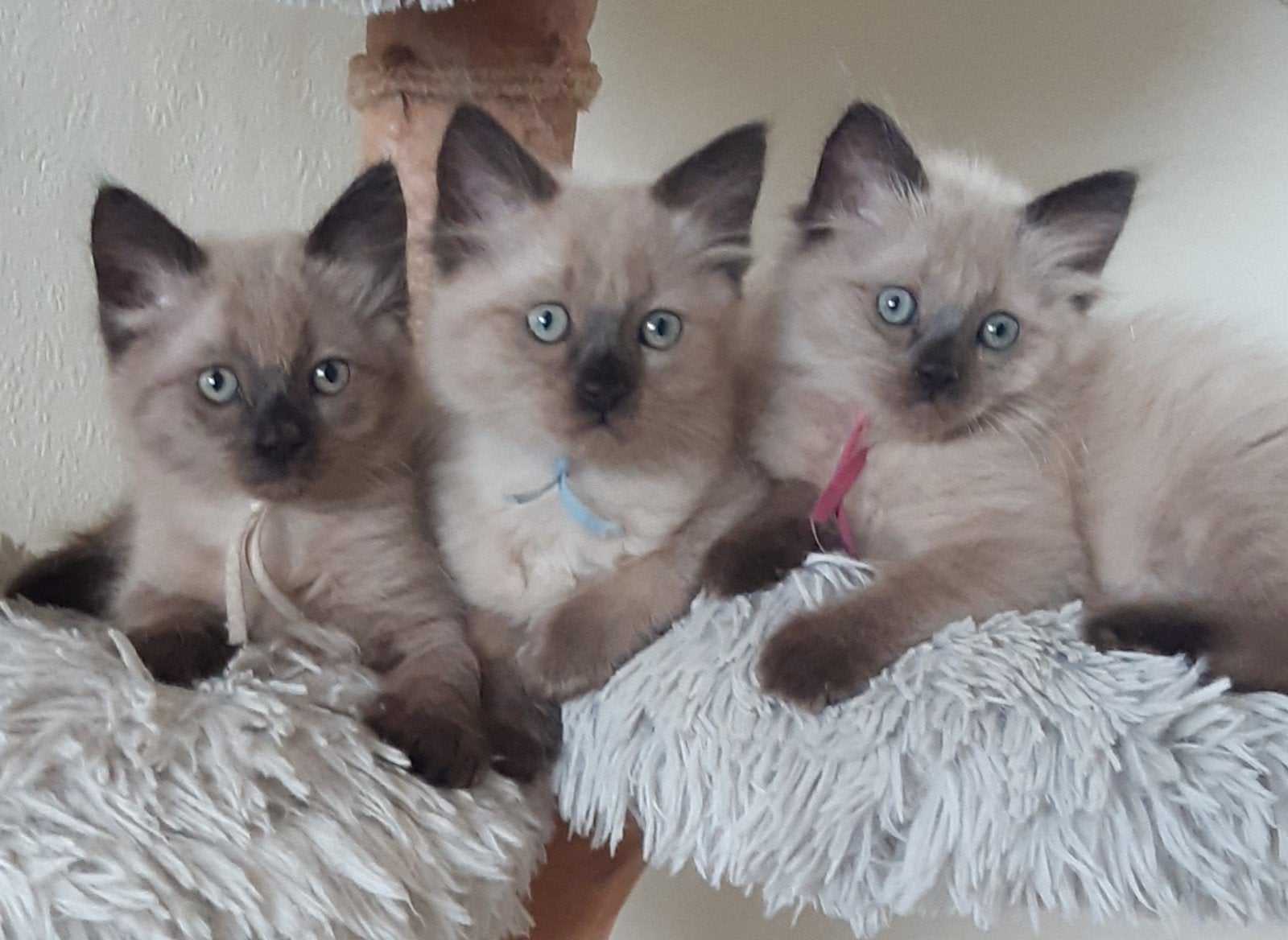 Mooie aparte seal mink  ragdoll kittens (cherubim), Dieren en Toebehoren, Katten en Kittens | Raskatten | Langhaar, Meerdere dieren