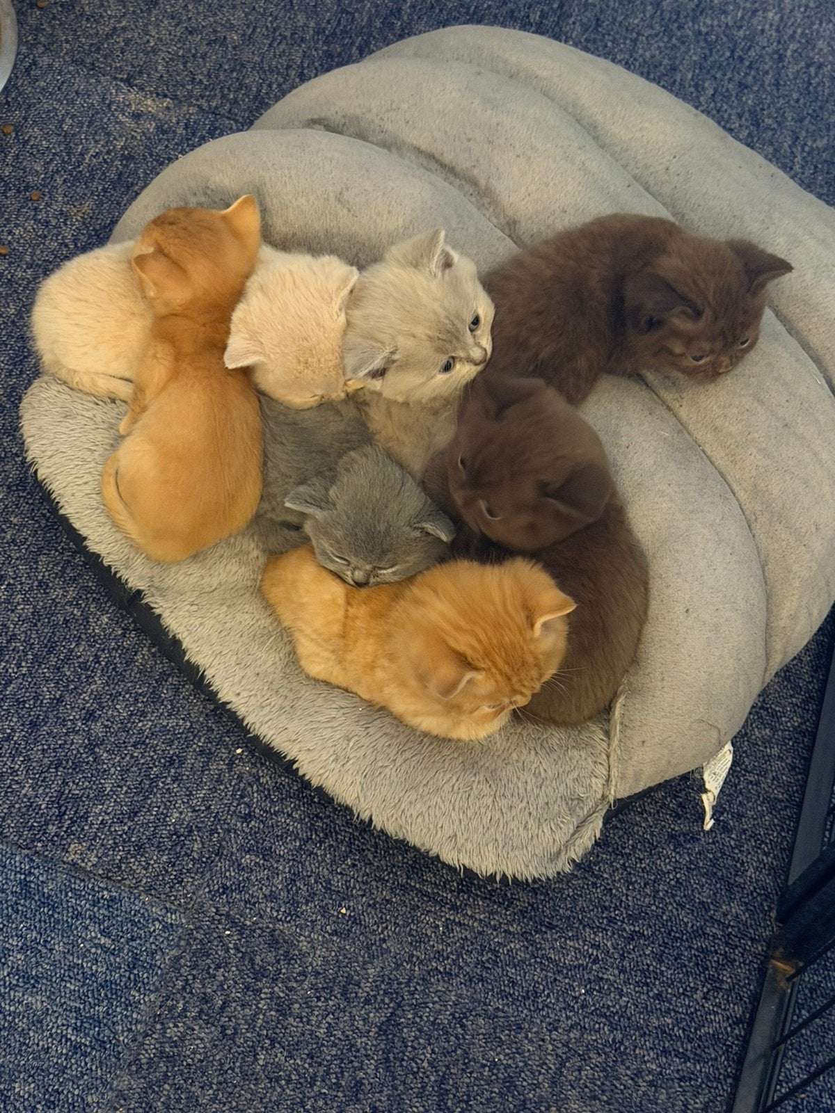 Britse korthaar kittens cream choco lilac red tabby, Meerdere dieren, Ontwormd, 0 tot 2 jaar