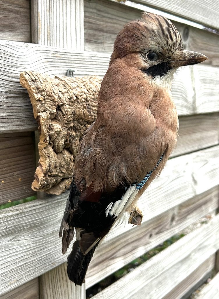 opgezette vogel taxidermie vintage opgezette Vlaamse gaai, Verzamelen, Ophalen of Verzenden, Zo goed als nieuw, Vogel, Opgezet dier
