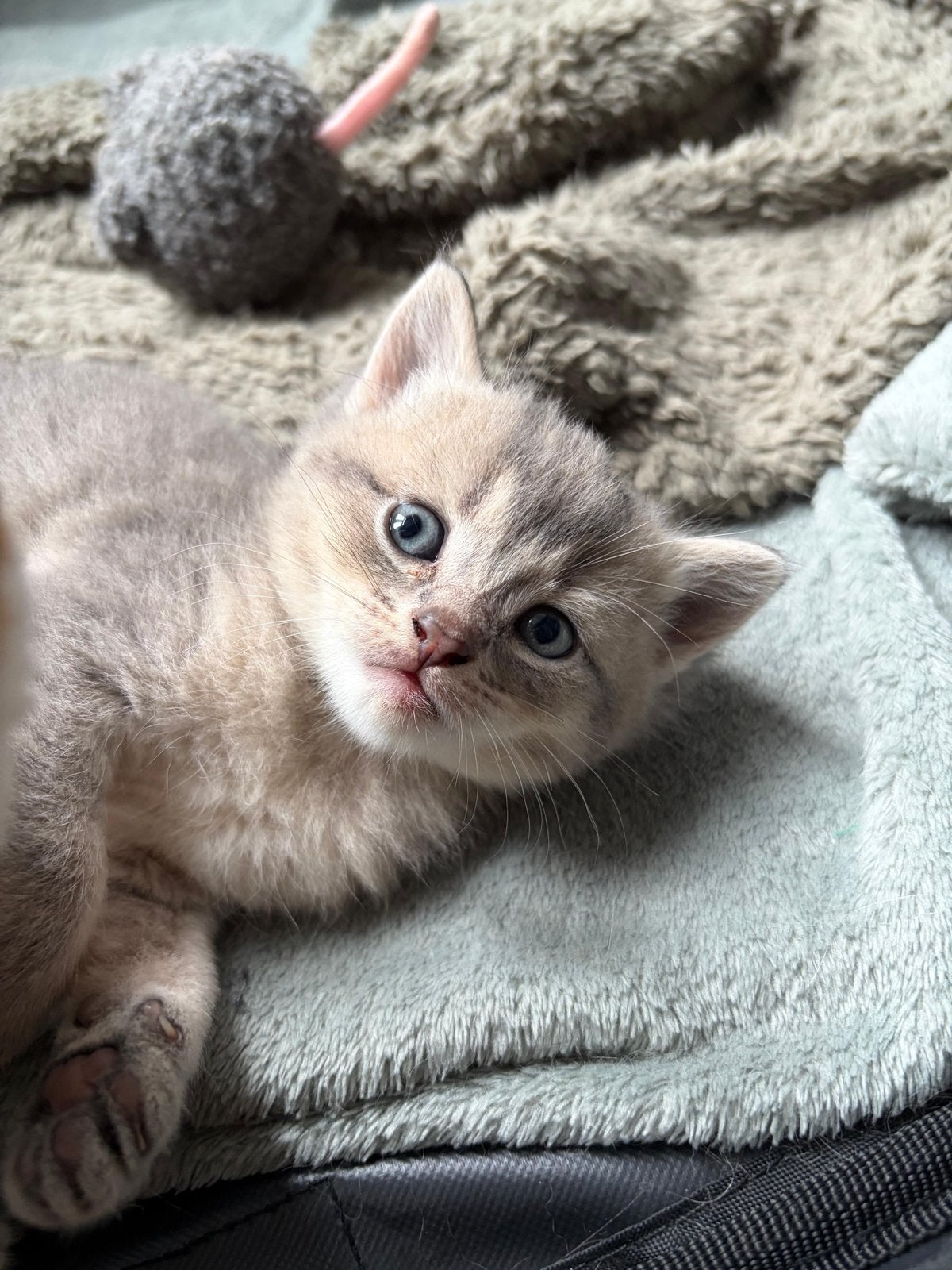 Prachtige kittens britse korthaar X europese korthaar, Dieren en Toebehoren, Katten en Kittens | Overige Katten, Meerdere dieren