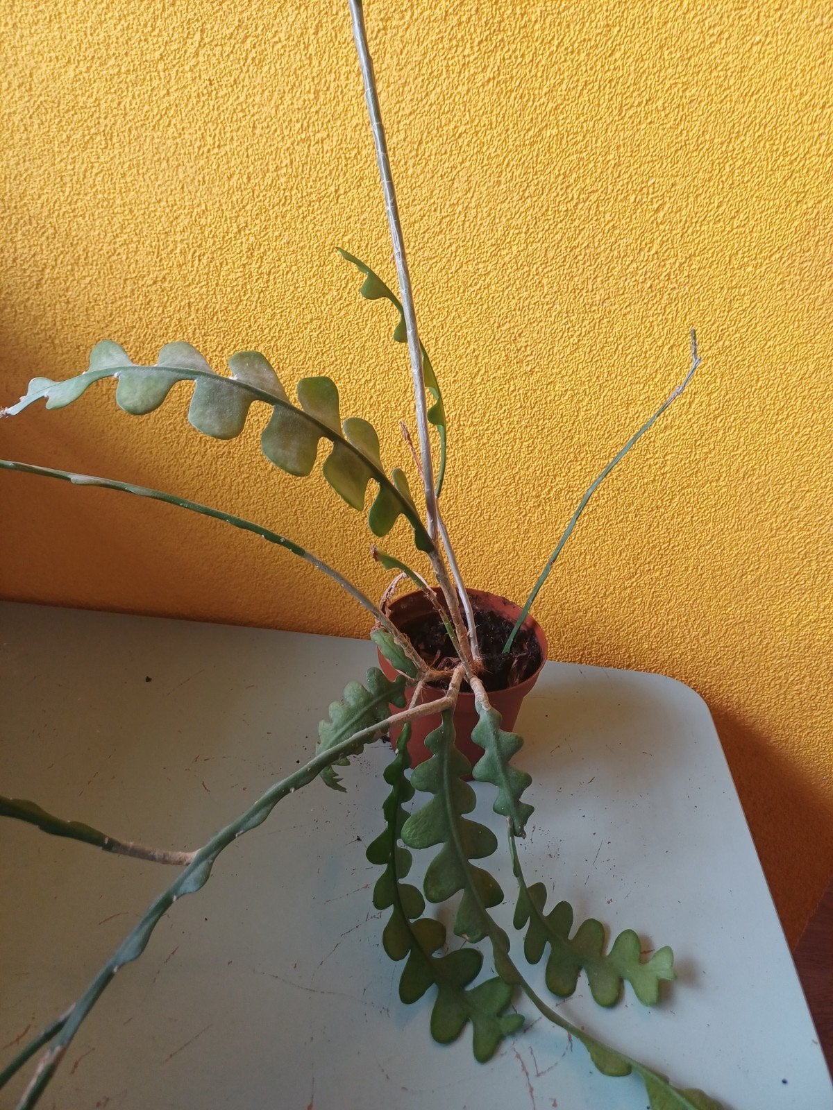 Zaagcactus (Epiphyllum anguliger) - Visgraatcactus, Bloeiende kamerplant, Ophalen, Cactus, Minder dan 100 cm