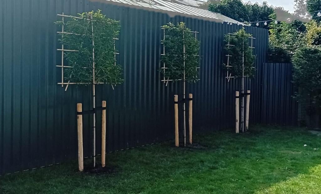 Bomen o.a leibomen en dakbomen, bolbomen, Tuin en Terras, Planten | Bomen, Ophalen, Volle zon, Overige soorten