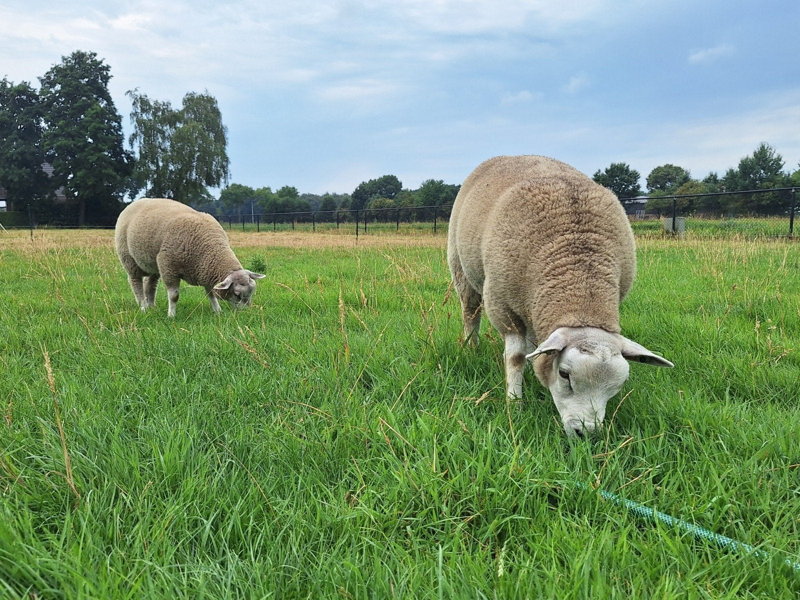 2 prachtige jonge (dek)rammen te koop!, Dieren en Toebehoren, Mannelijk, Schaap, 0 tot 2 jaar