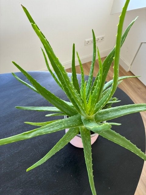 Grote Aloë Vera plant, Ophalen, Vetplant, Halfschaduw, In pot