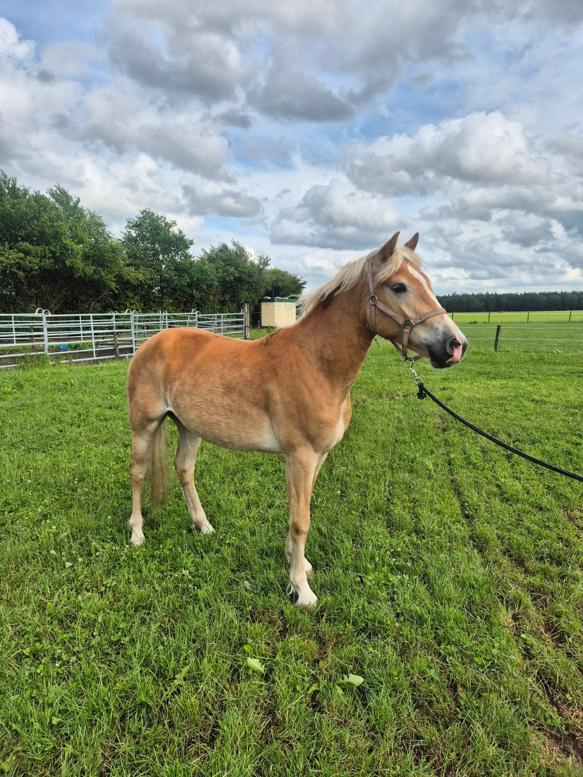 Super lieve haflinger ruin kinderpony!, Dieren en Toebehoren, Pony's, Ruin, E pony (1.48m - 1.57m), Met stamboom