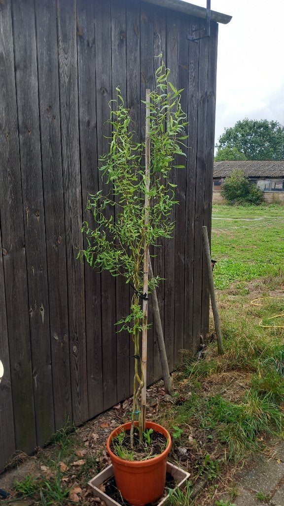 Bomen - kronkelwilg Salix babylonica, Overige soorten, Lente, 100 tot 250 cm, Ophalen