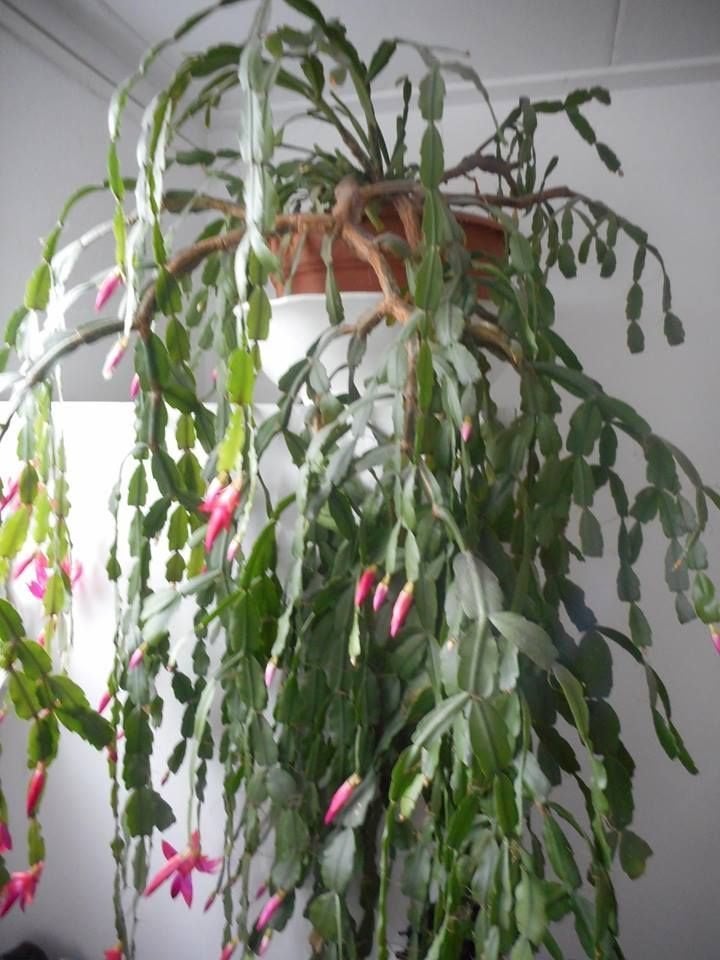 Gezocht gemiddeld/groot Lidcactus, Huis en Inrichting, Ophalen, Halfschaduw, Minder dan 100 cm