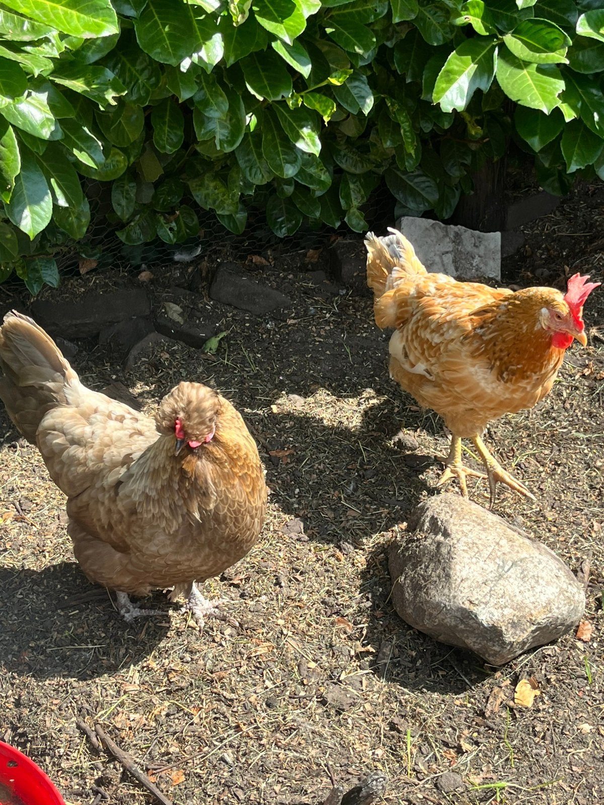 Twee mooie kippen, Dieren en Toebehoren, Pluimvee, Vrouwelijk, Kip