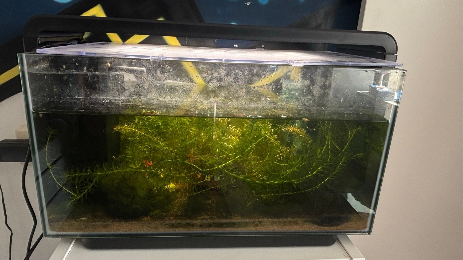 Aquarium, Ophalen, Zo goed als nieuw