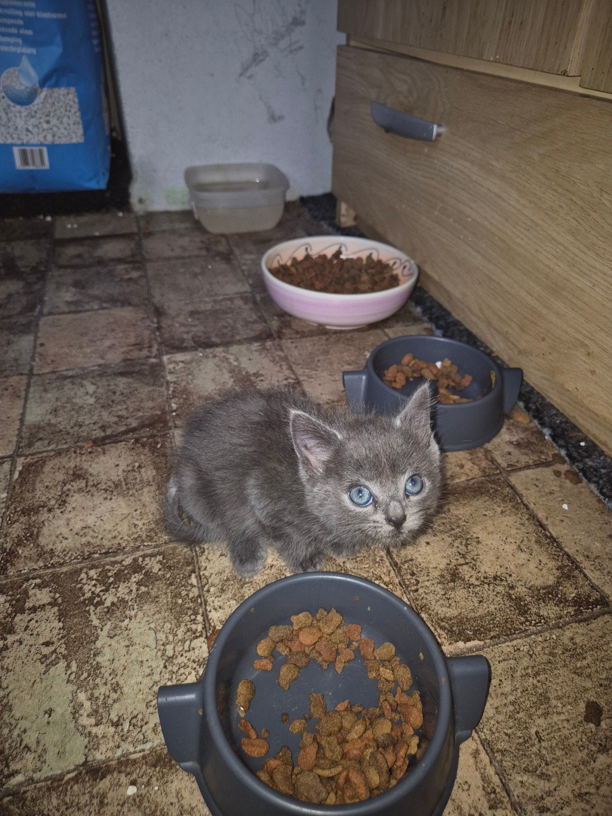kittens, Dieren en Toebehoren, Kater, 0 tot 2 jaar