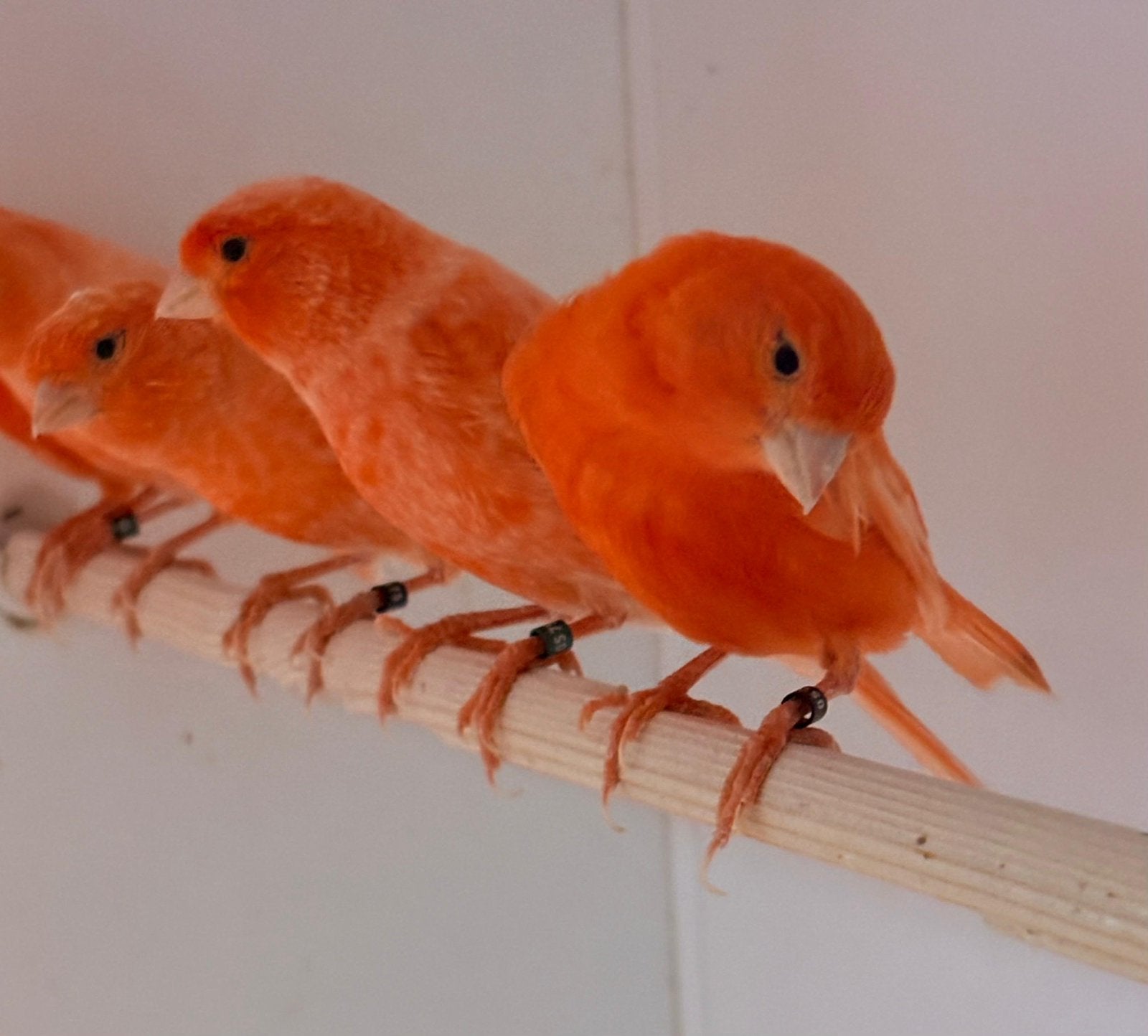 Te koop kleur kanaries , man en poppen, Meerdere dieren, Kleurkanarie