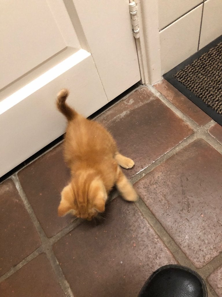 1 rode , 3 zwart witte en 1 grijs wit poesje, Dieren en Toebehoren, Poes
