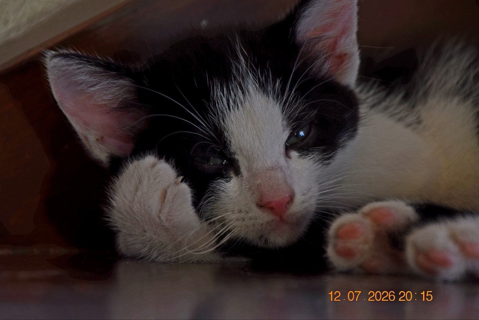 Kitten, Tuxedo, poes, Poes, Kortharig, 0 tot 2 jaar
