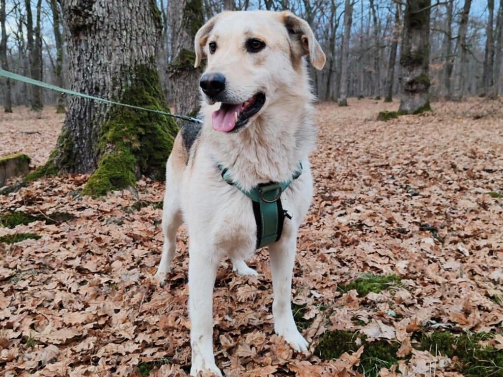 Lieve Hugo wacht al ruim 3 jaar in het asiel in Roemenië, Particulier, Reu, Buitenland, Parvo
