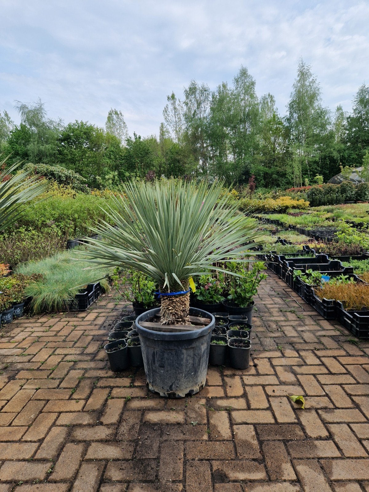 Yucca Rostrata - Mooie Dikke Bomen, Overige soorten, 100 tot 250 cm, Zomer, Ophalen