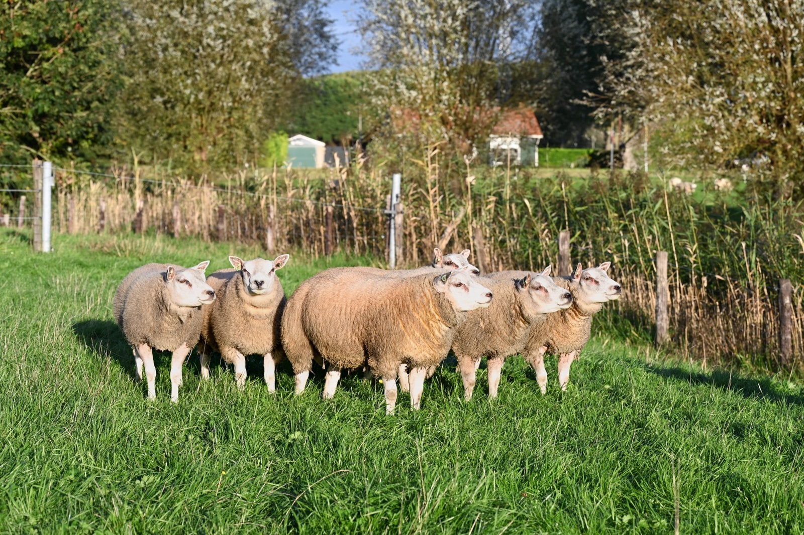 Stamboek Texelaar dekrammen, Dieren en Toebehoren, Mannelijk, Schaap