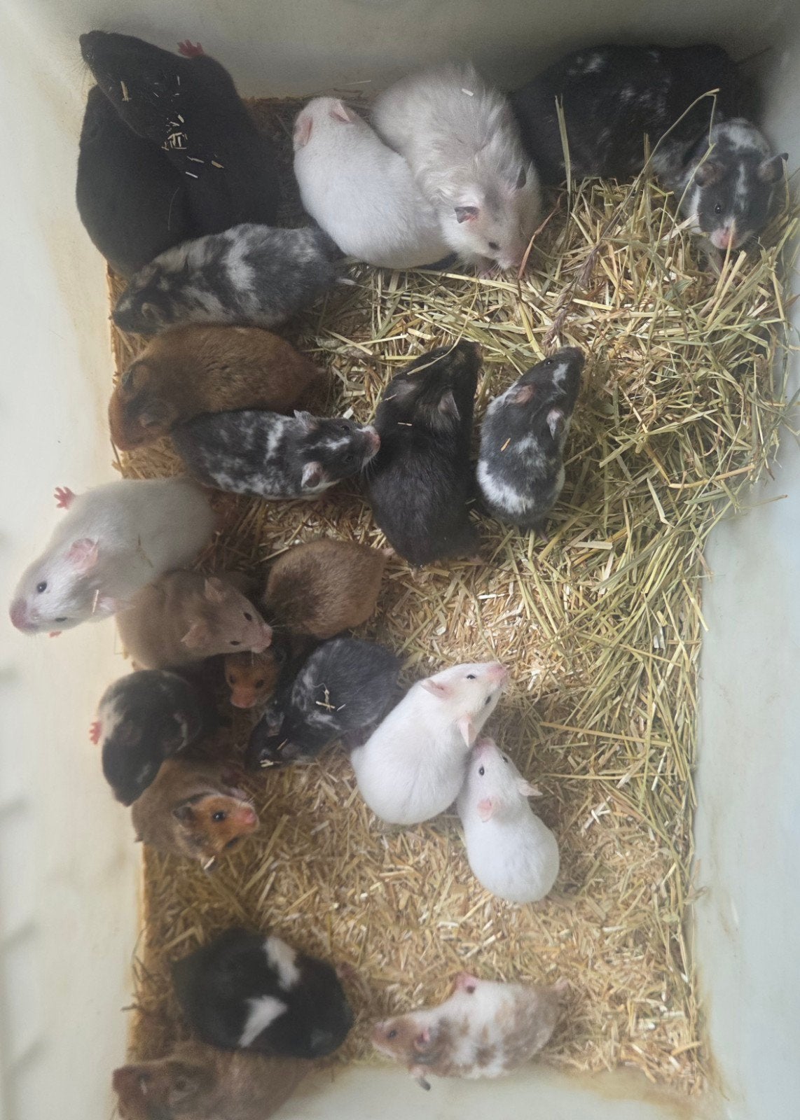 Jonge goudhamsters, Dieren en Toebehoren, Knaagdieren, Hamster, Juli, Meerdere dieren, Tam