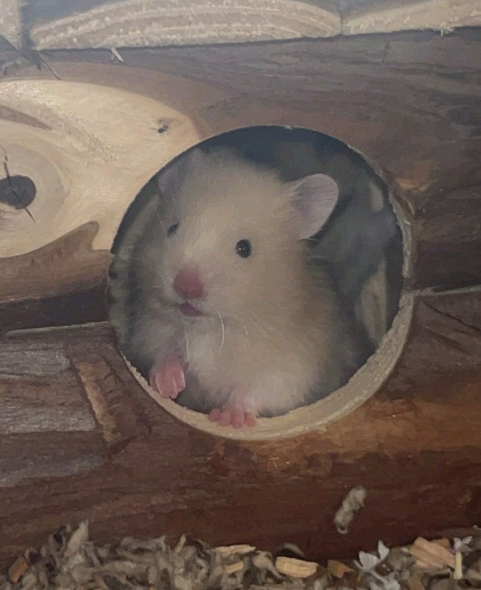Lieve crème witband hamster baby, vrouw, Hamster, Augustus, Vrouwelijk, Tam