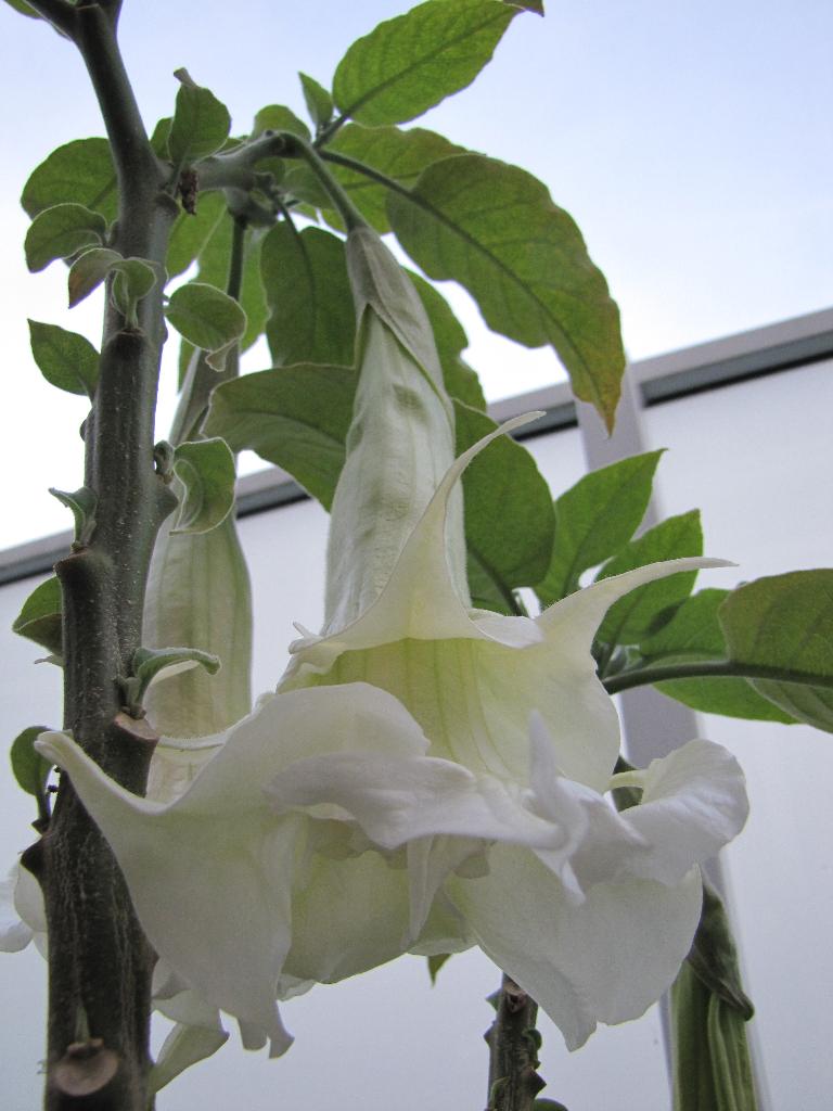 Brugmansia, Tuin en Terras, Volle zon, Vaste plant, Zomer, Ophalen